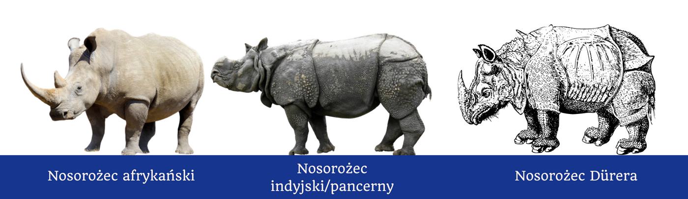 Nosorożec Dürera to nosorożec indyjski (pancerny)