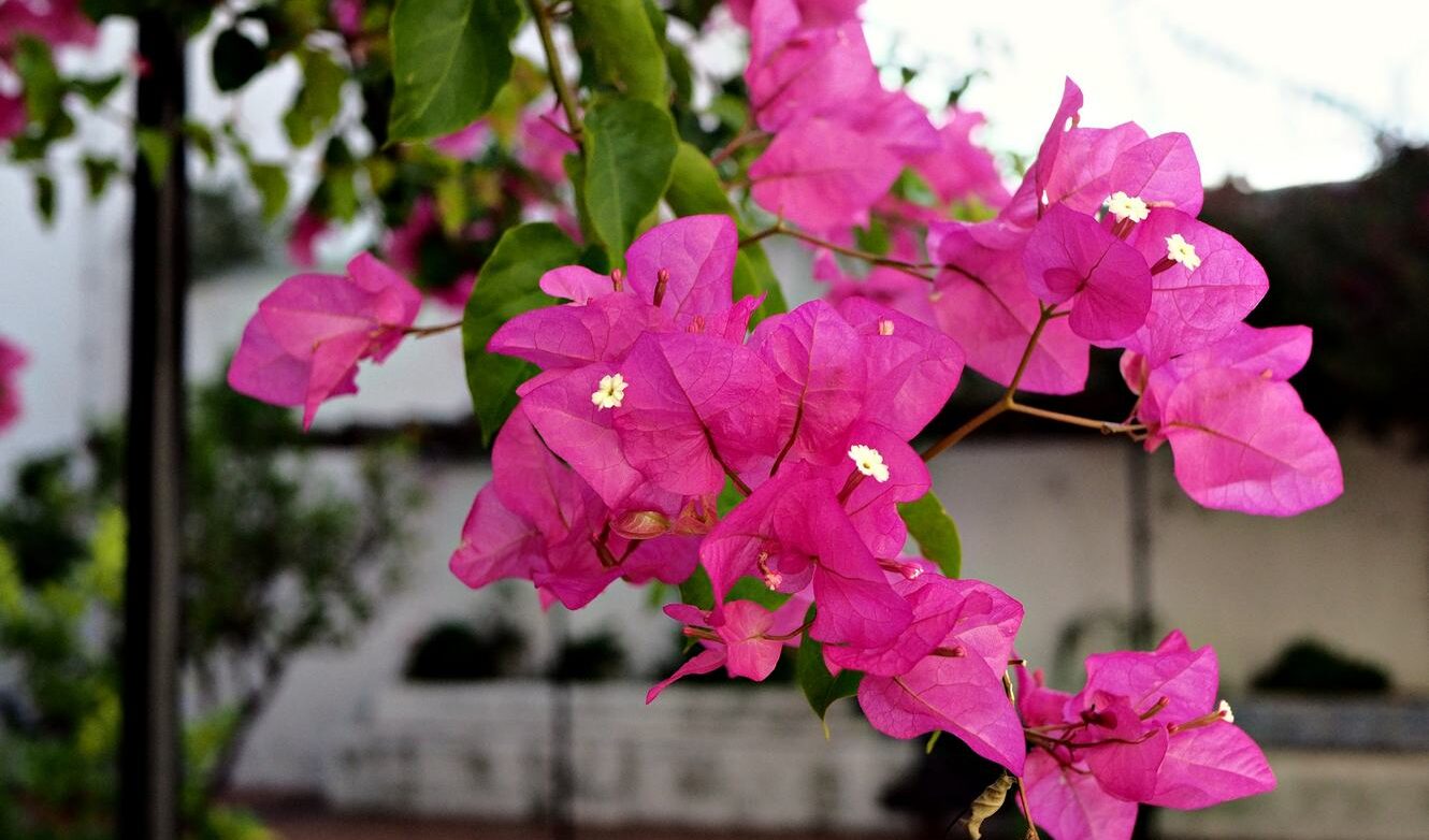 Kwitnąca na różowo bugenwilla to widok charakterystyczny dla Meksyku i świetna inspiracja jeśli zależy ci by mieć styl meksykański w mieszkaniu