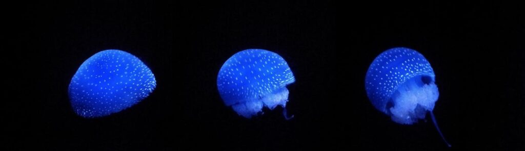 Meduzy niebieskie wyglądają zachwycająco!