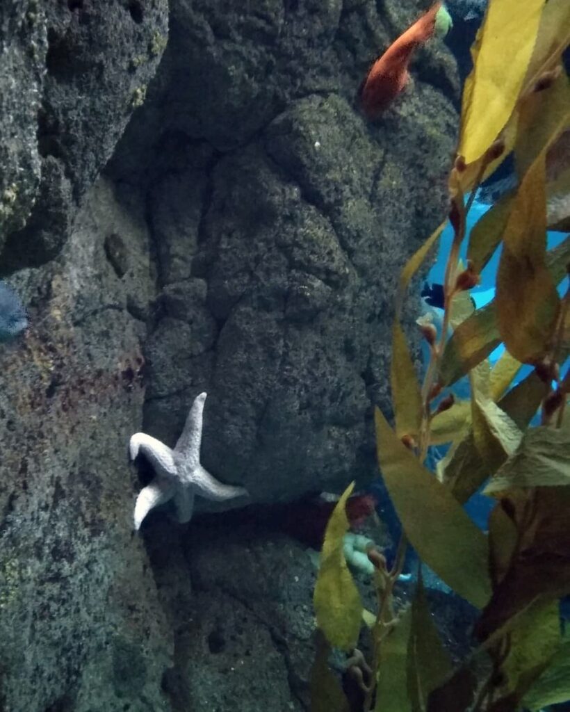 Biała rozgwiazda w Oceanarium w Lizbonie