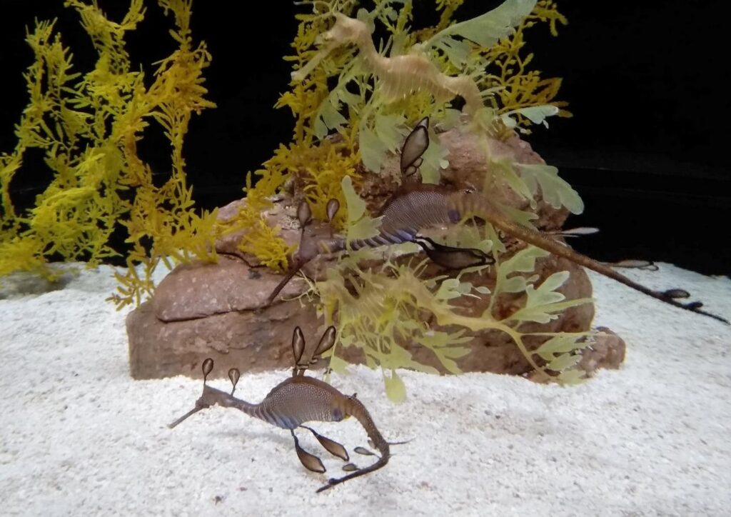 Koniki morskie (?) w Oceanarium w Lizbonie