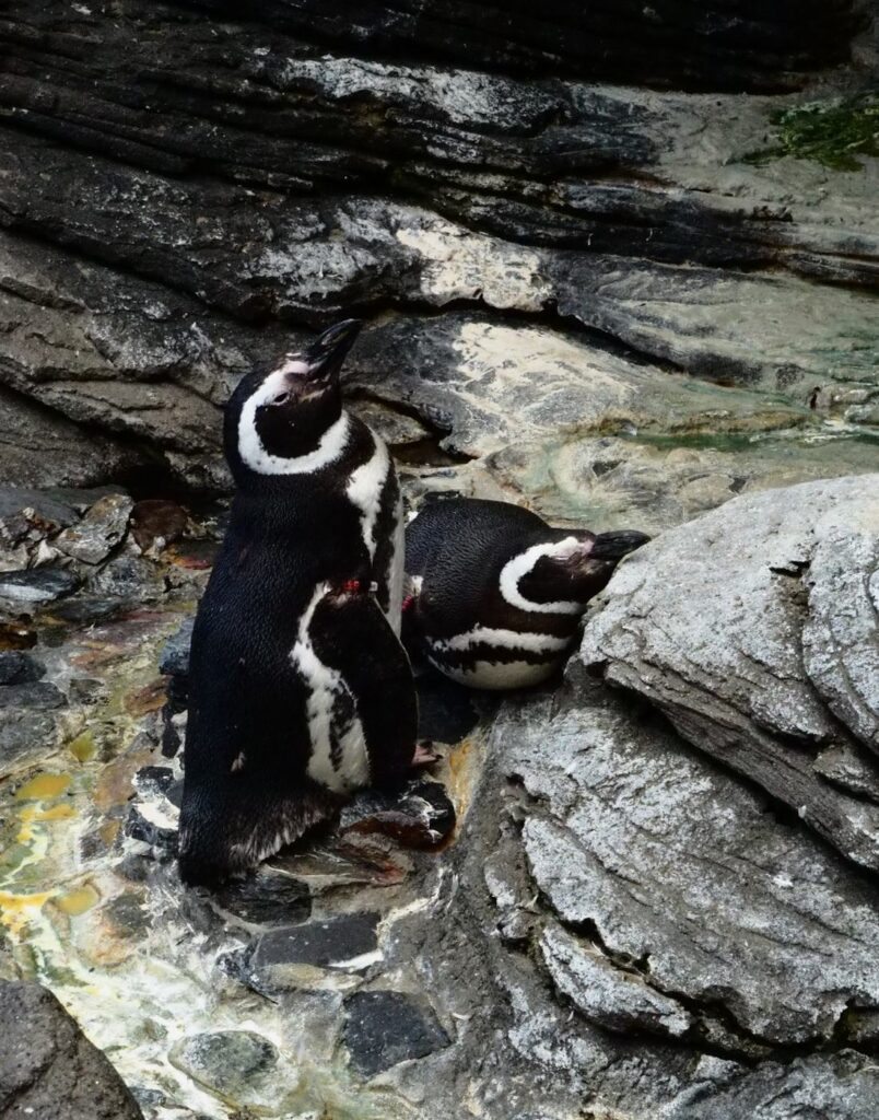 W oceanarium żyją pingwiny