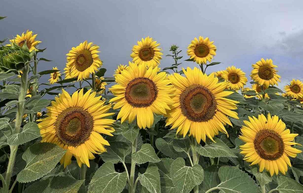 Płytki z motywem roślinnym zainspirowane są naturą