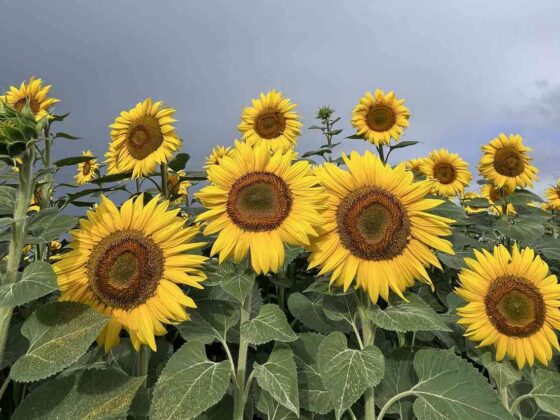 Płytki z motywem roślinnym zainspirowane są naturą