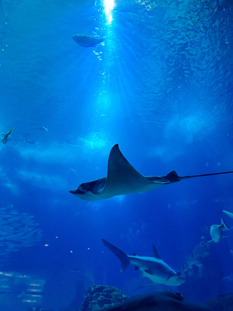 Akwarium z płaszczkami i rekinami w Oceanarium w Lizbonie