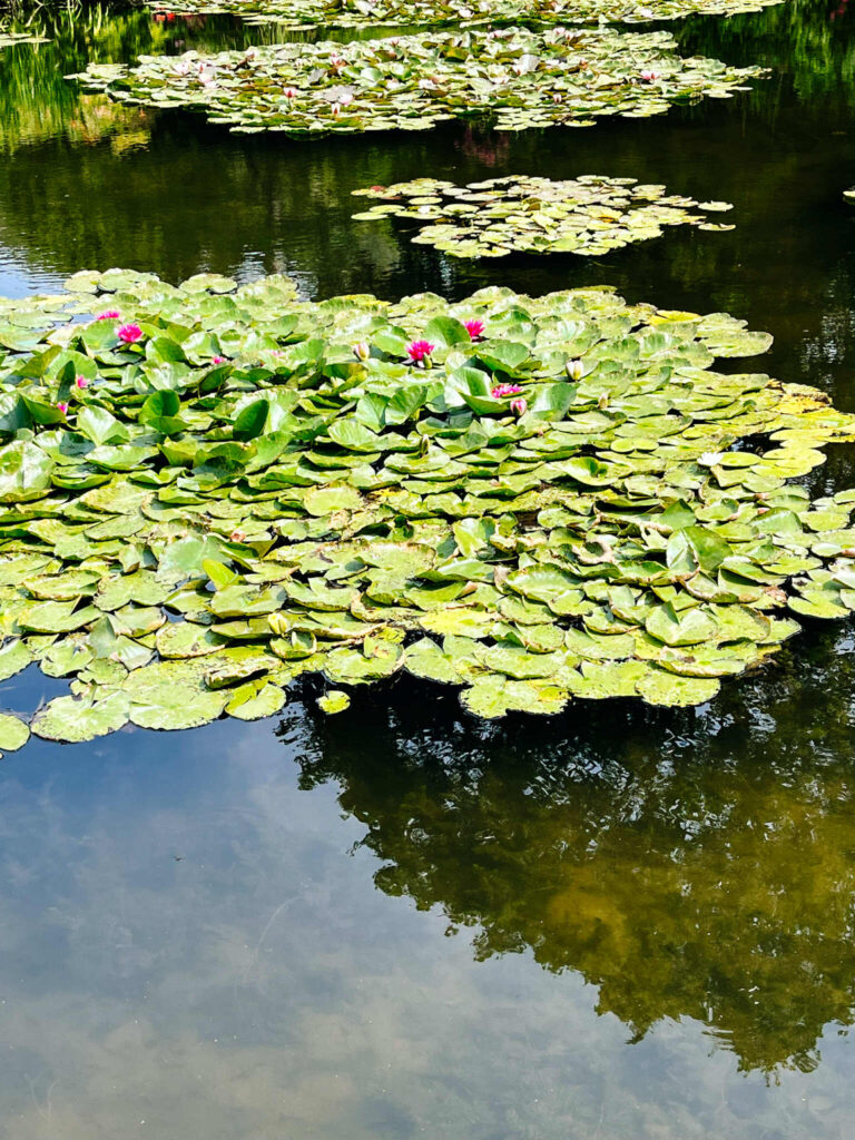Nenufary w ogrodzie Moneta w Giverny