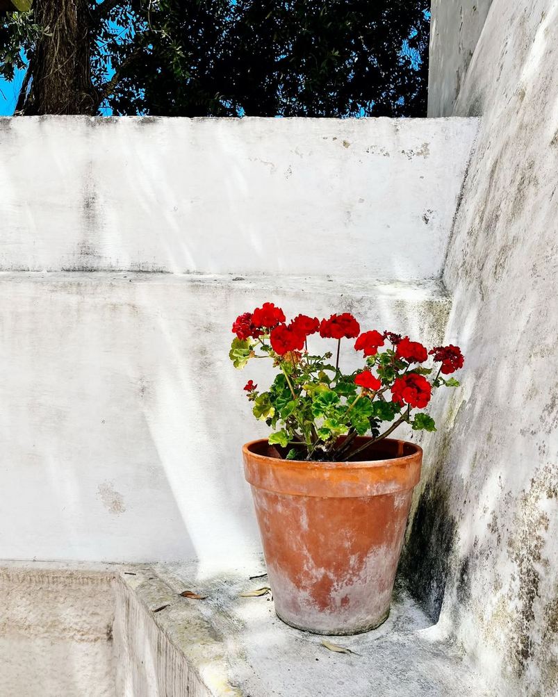 Kwitnąca pelargonia w starej terakotowej donicy na tle białej ściany, idealny akcent jeśli marzy ci się kuchnia w stylu śródziemnomorskim